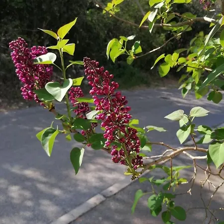 شقة 4 Roses رافني