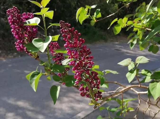 Apartman 4 Roses Ravni